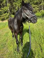 Hästen Titus Hästen Titus