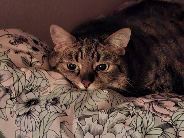Katt - Lillkisen