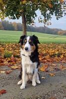 Border Collie, namn Chérie Border Collie, namn Chérie