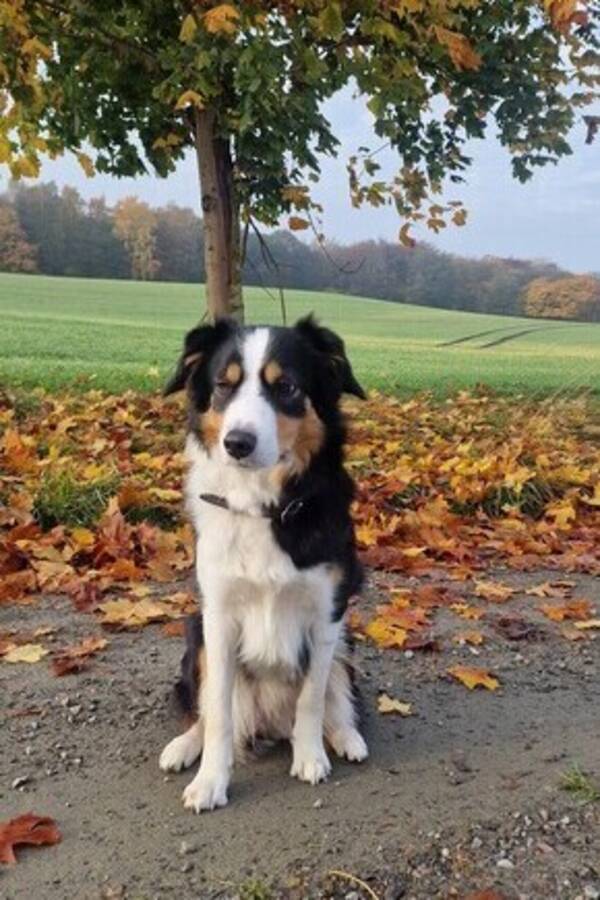 Hund - Border Collie, namn Chrie 