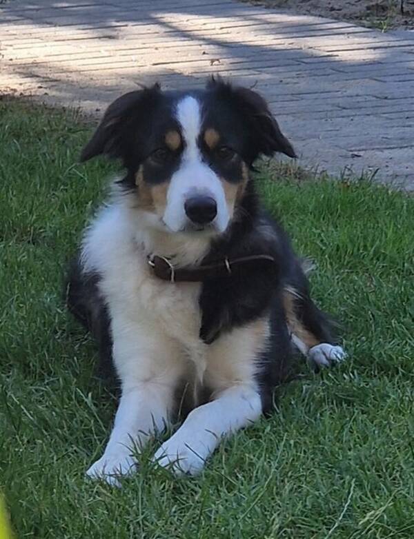 Hund - Border Collie, namn Chrie 