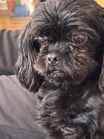 Shiz-tzu/Cavalier Shiz-tzu/Cavalier