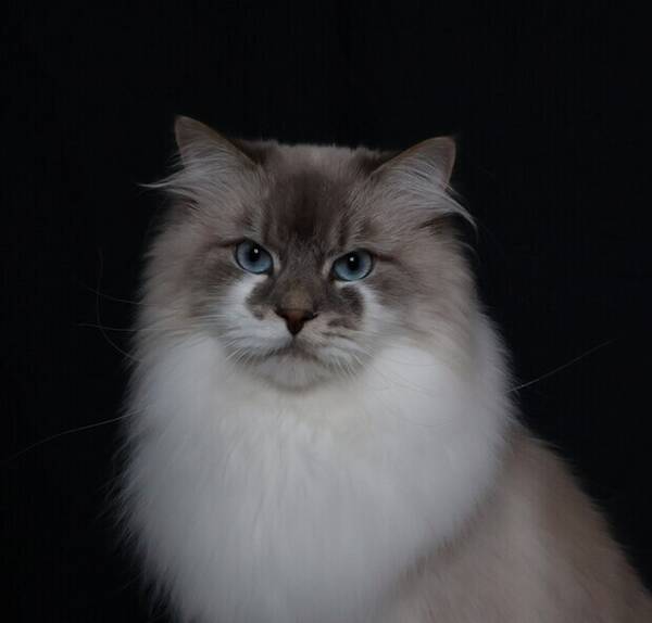 Katt - Iliaden
