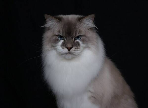 Katt - Iliaden