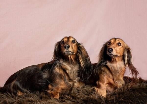 Hund - Dverg Dachser, Langhåret Hund - Dverg Dachser, Langhåret