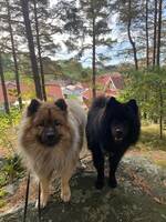 Eurasierna Folke och Arrak Eurasierna Folke och Arrak