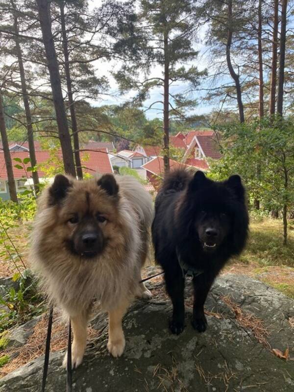 Hund - Eurasierna Folke och Arrak