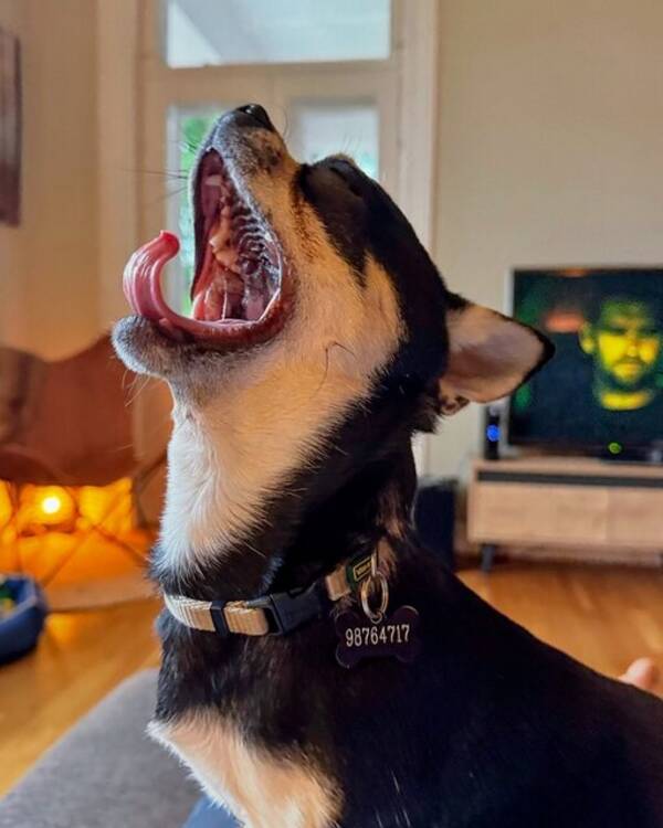 Hund - The Coffee Brothers Hund - The Coffee Brothers