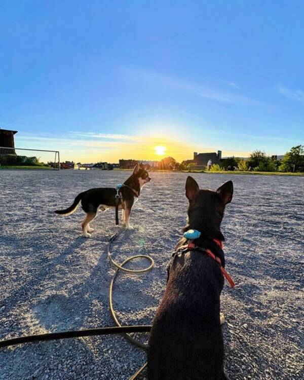 Hund - The Coffee Brothers Hund - The Coffee Brothers