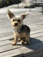 Bonnie, Yorkie+lite annat Bonnie, Yorkie+lite annat