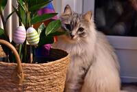 Sibirkatt