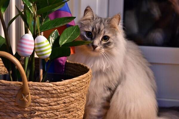 Katt - Sibirkatt Katt - Sibirkatt