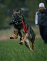 Schäfern Nasa Schäfern Nasa