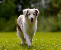 Australian shepherd Vinna