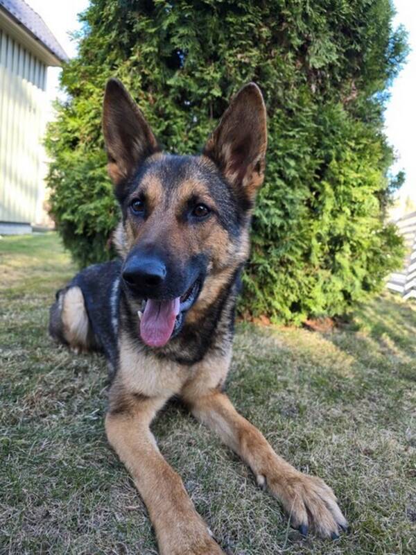 Hund - Schfern Ace
