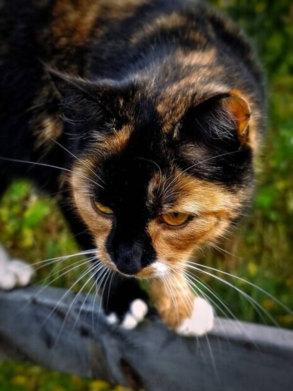 Katt - Katten Wilma