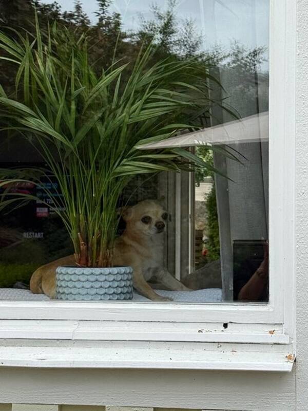Hund