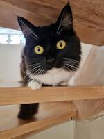 Katten Kiki Katten Kiki