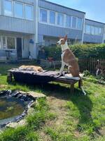 Pepito. Podenco Ibicenco 