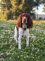 Springer Spanieln Alfons
