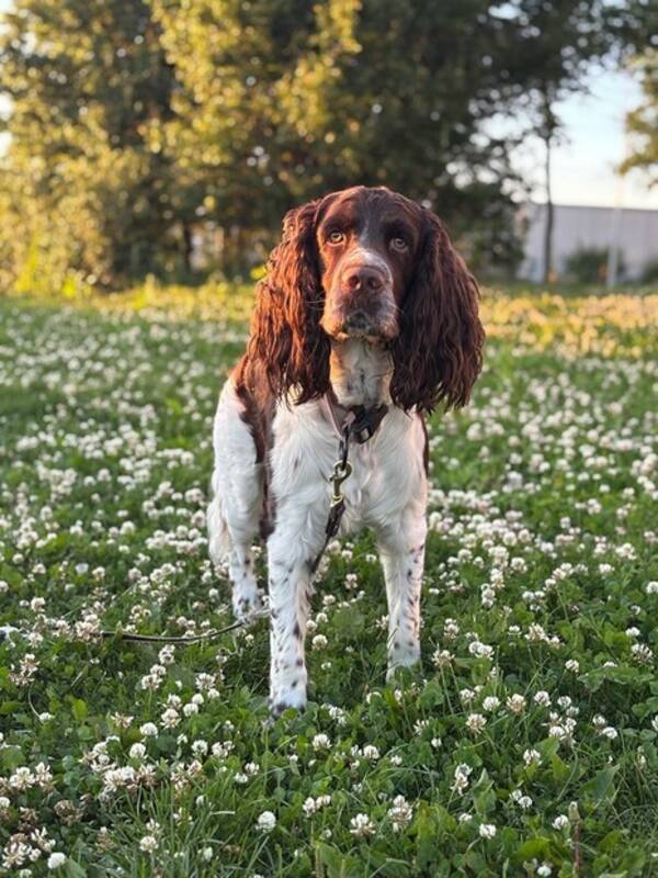 Hund - Springer Spanieln Alfons