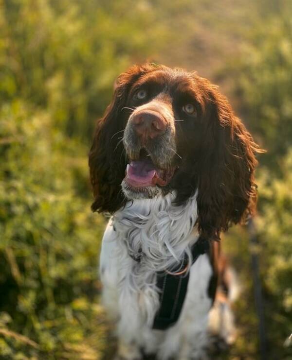 Hund - Springer Spanieln Alfons