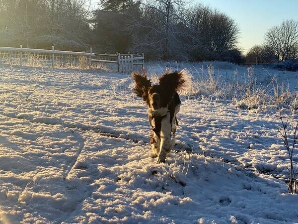 Hund - Springer Spanieln Alfons