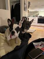 Fransk Bulldog Fransk Bulldog