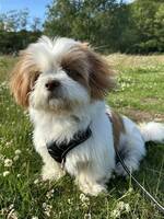 Elvis