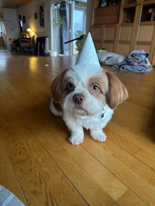 Hund - Elvis
