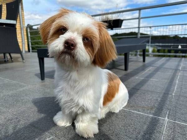Hund - Elvis