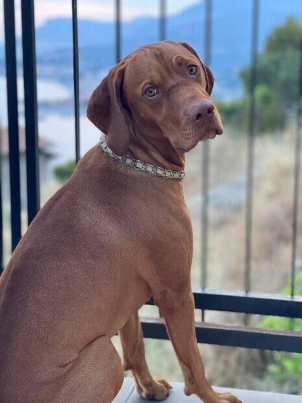 Hund - Vizslan franklin