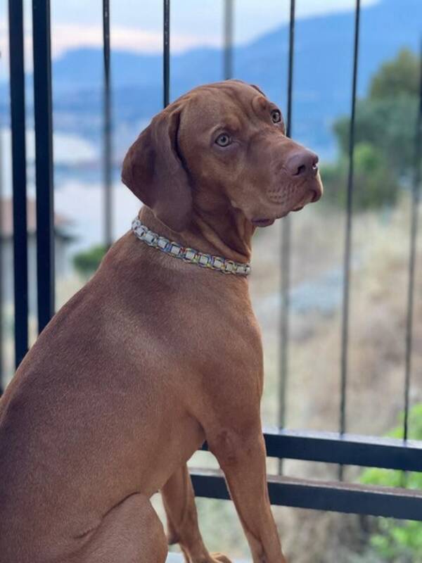 Hund - Vizslan franklin
