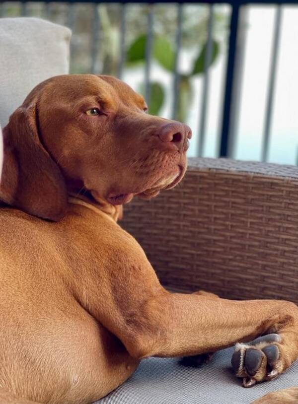 Hund - Vizslan franklin