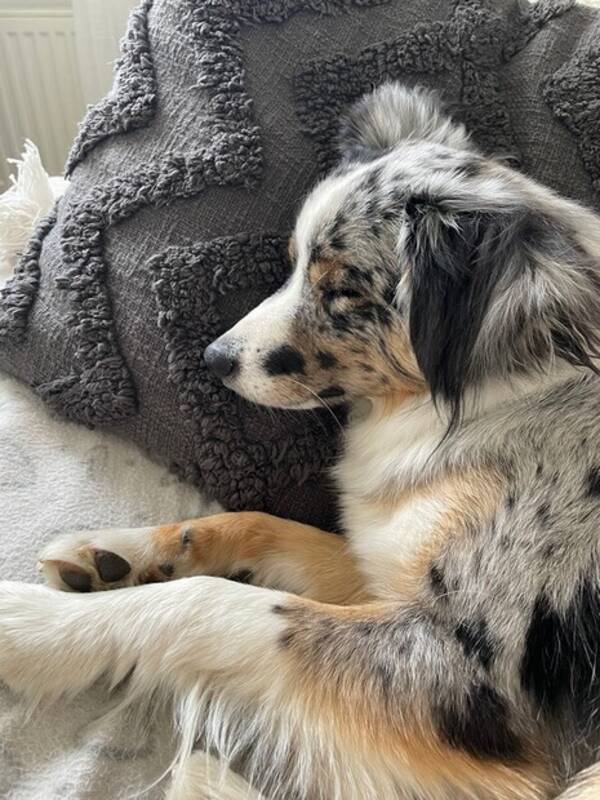 Hund - Espo