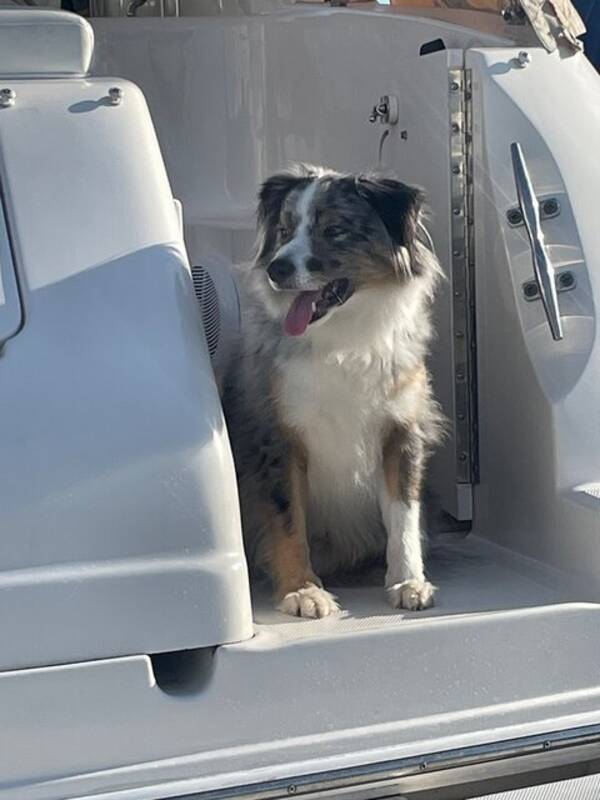Hund - Espo