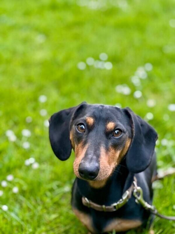 Hund - Dvrgtaxen Buster 