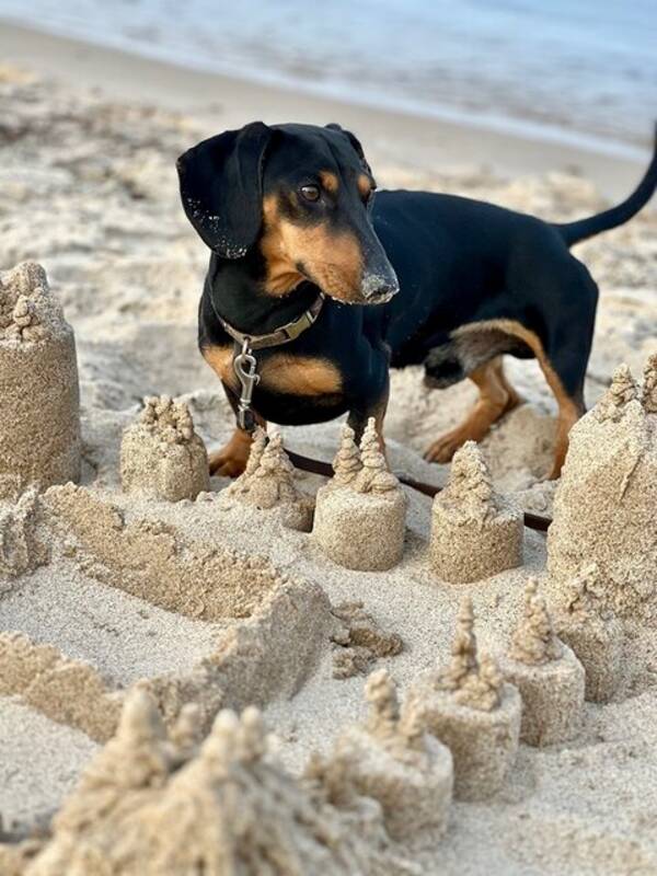 Hund - Dvrgtaxen Buster 