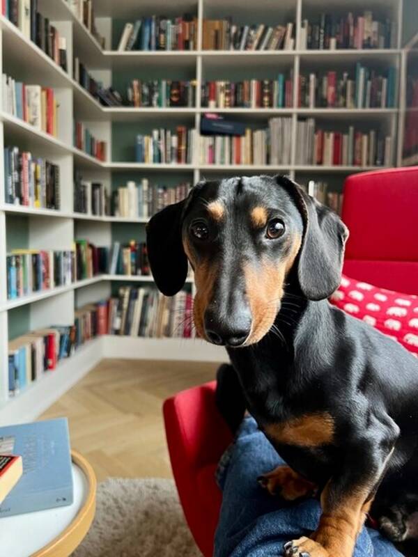 Hund - Dvrgtaxen Buster 