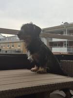 Taxen Teddy Taxen Teddy