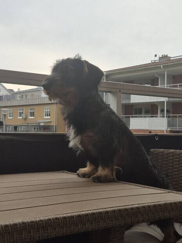 Hund - Taxen Teddy 