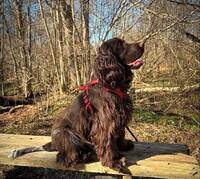 Engelsk Cockerspaniel 