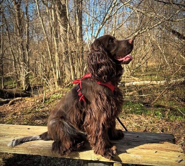 Hund - Engelsk Cockerspaniel 