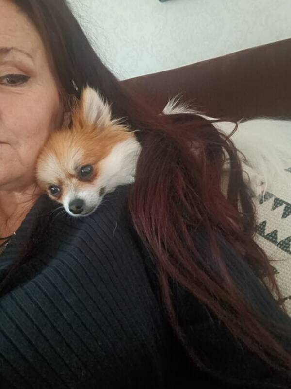 Hund - Rocky