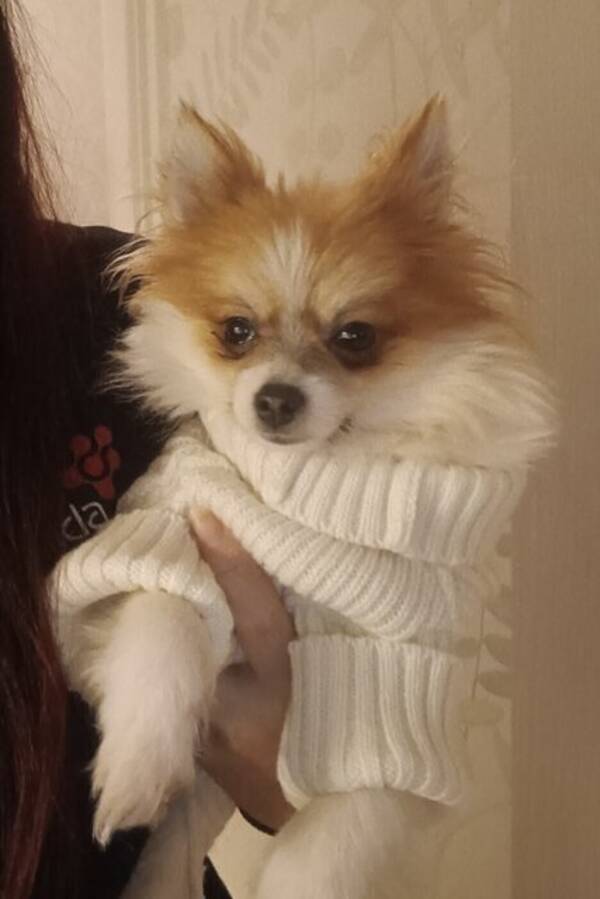 Hund - Rocky