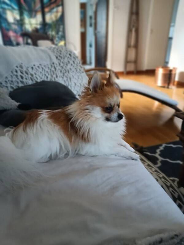 Hund - Rocky