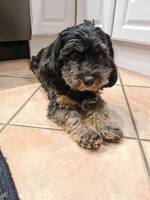 Bichon Havanais - Krax