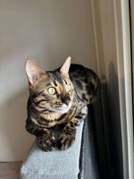 Bengalen Akilles