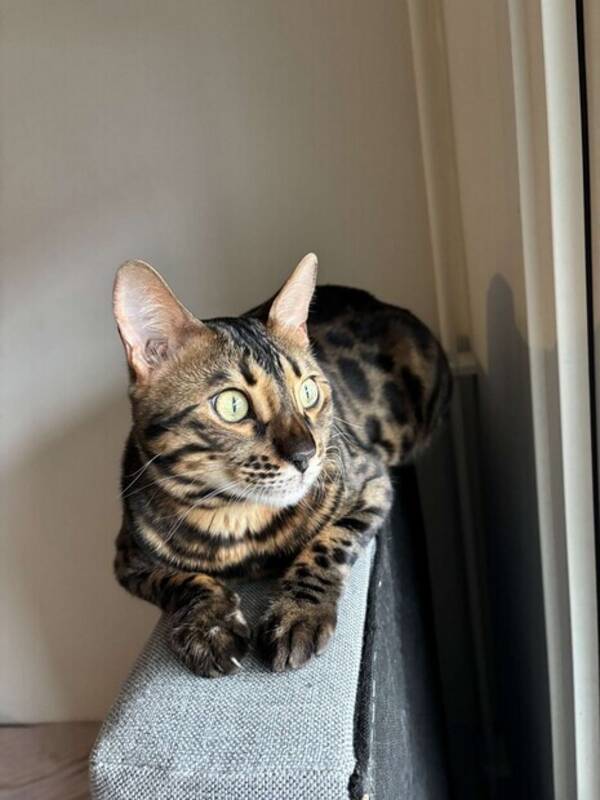 Katt - Bengalen Akilles