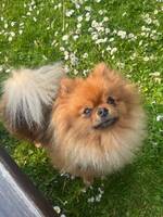 Pomeranien, Ted 1 år Pomeranien, Ted 1 år